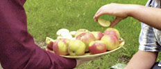 В Курской области выращивают безопасные яблоки без трансгенов