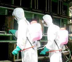 Мошенники в Екатеринбурге зарабатывают на свином гриппе путем «орАшения»