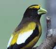 Три новых вида птиц обнаружены в Алтайском крае