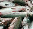 Массовая гибель рыбы в Чеченской республике