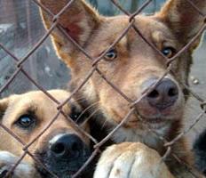 Институт контроля над бездомными животными может появиться в Петербурге