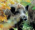 На Ставрополье уничтожают свиней и диких кабанов
