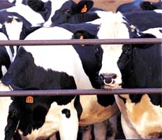 В Кабардино-Балкарии выросли объемы производства молока и мяса 